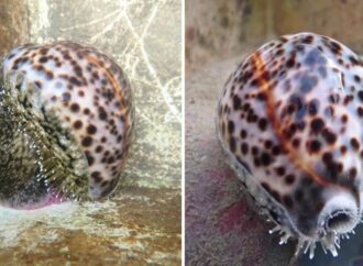 Singaporean Scientists Make History with Endangered Tiger Cowrie Breeding