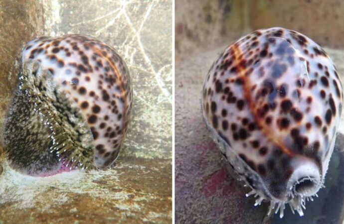 Singaporean Scientists Make History with Endangered Tiger Cowrie Breeding