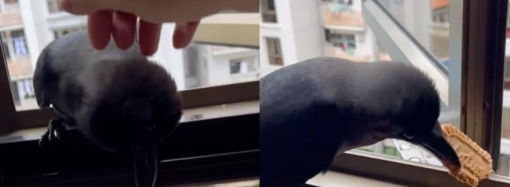 12-Year-Old Thai Girl Battles Severe Lung Damage After Two Years of Vaping