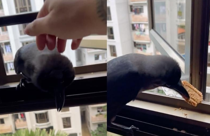 Unexpected Friendship: Man in Singapore Forms Bond with Crow