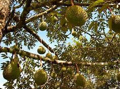 Singaporeans Celebrate Falling Durian Prices Amidst Bountiful Harvest