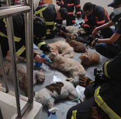 SCDF Rescues 14 Cats from Fire, Performs CPR, and Saves Most