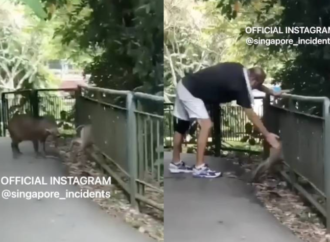 Wild Boars Struggle with Railings in Singapore, Jogger Steps in to Help