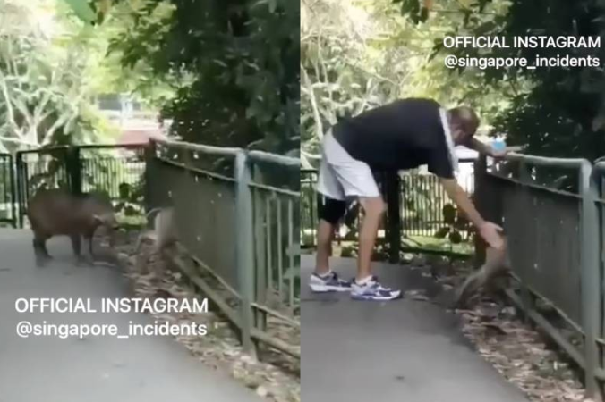 Wild Boars Struggle with Railings in Singapore, Jogger Steps in to Help