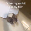 Rabbit Eats Student’s Homework, Proving That the Classic Excuse Can Be Real