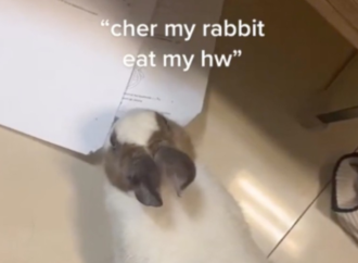 Rabbit Eats Student’s Homework, Proving That the Classic Excuse Can Be Real