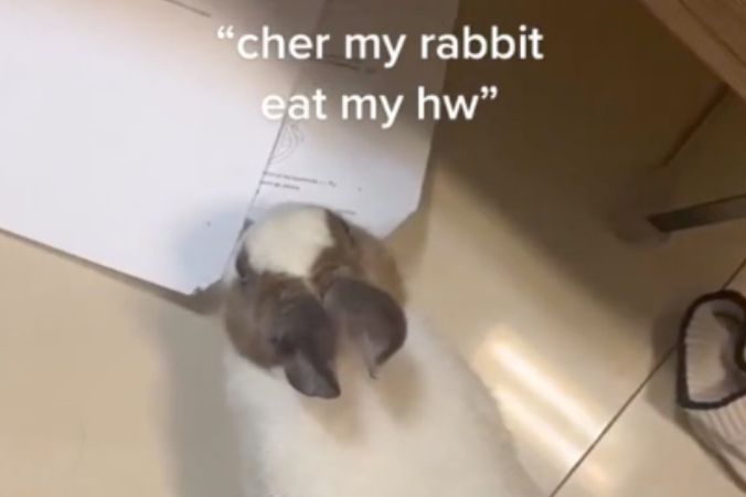 Rabbit Eats Student’s Homework, Proving That the Classic Excuse Can Be Real