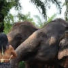 Spanish Tourist Tragically Killed by Elephant at Thai Sanctuary