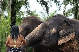 Spanish Tourist Tragically Killed by Elephant at Thai Sanctuary