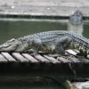 Authorities Searching for Crocodile Spotted on Lim Chu Kang Road