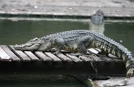 Authorities Searching for Crocodile Spotted on Lim Chu Kang Road